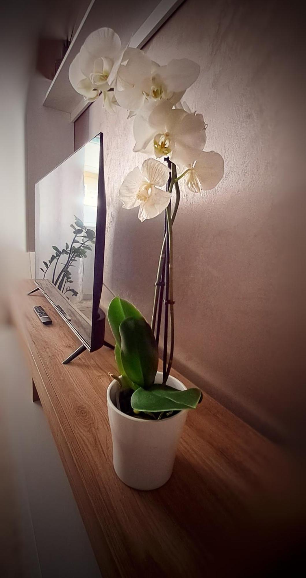 Roma Bema Apartment - Charme E Relax A Due Passi Dal Vaticano Exteriér fotografie
